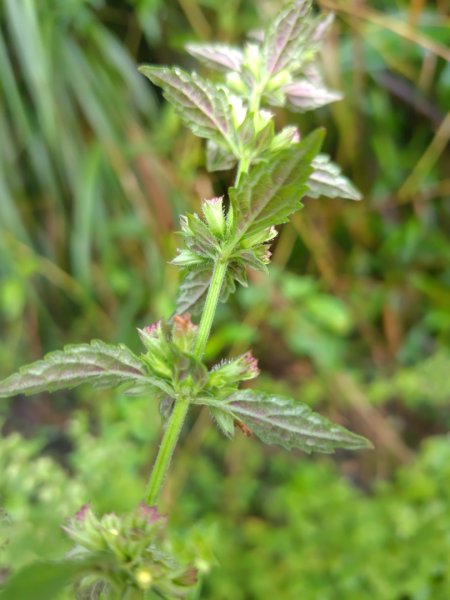 再訪雙林山、杜仔湖步道、雙子山2817931