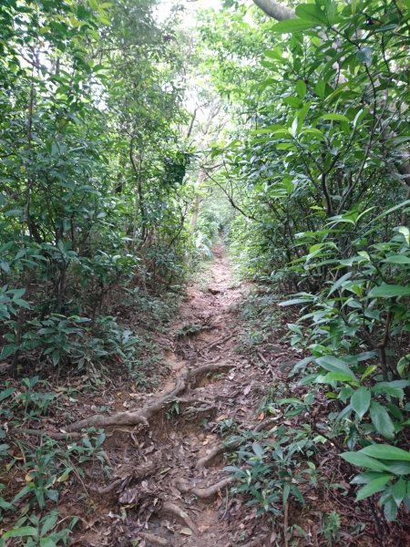 海洋大學龍崗步道－槓子寮山578387