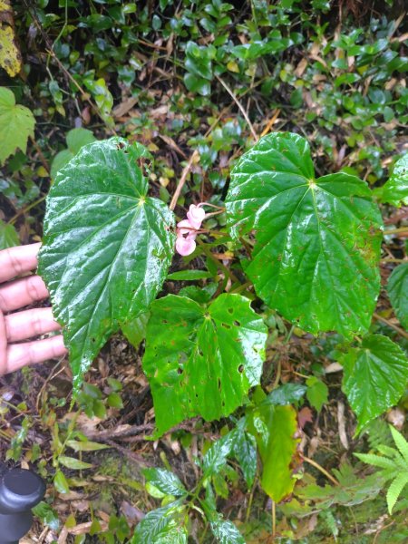 再訪雙林山、杜仔湖步道、雙子山2817925