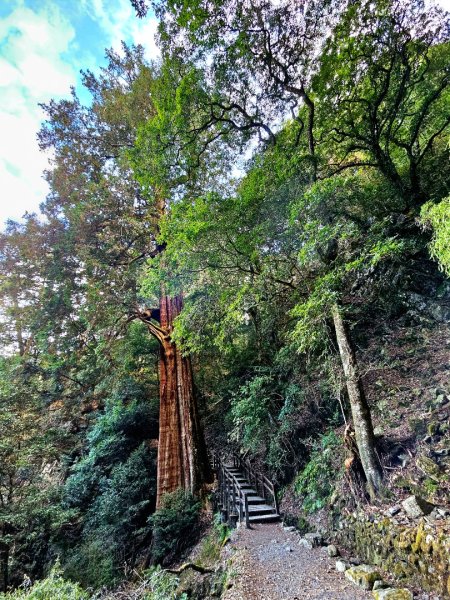 大雪山森林遊樂區森林浴步道2966024