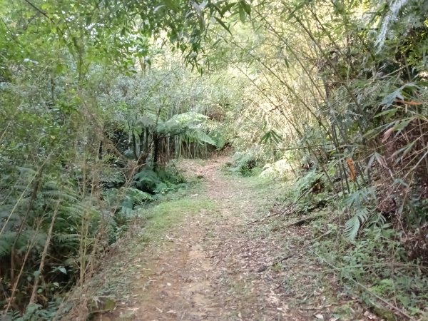 五堵獅頭山無菸步道2969484