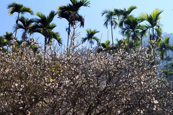 【臺南~楠西】梅嶺賞梅一~觀音步道1246922