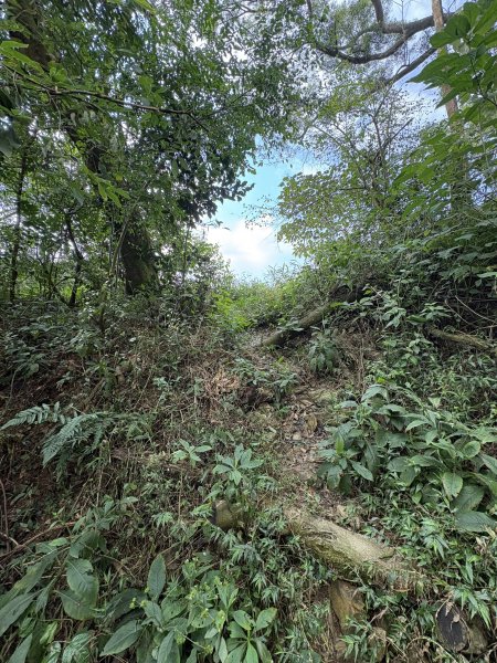 20251207笠頂山登山步道(第一登山口)2957658