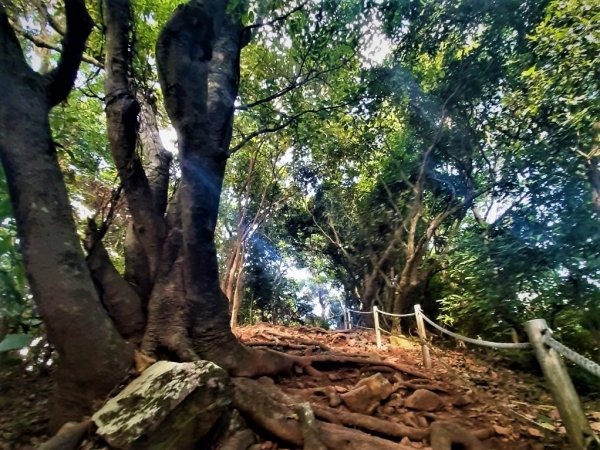 關渡親山步道｜雨過天晴 讓我們看雲去1434866