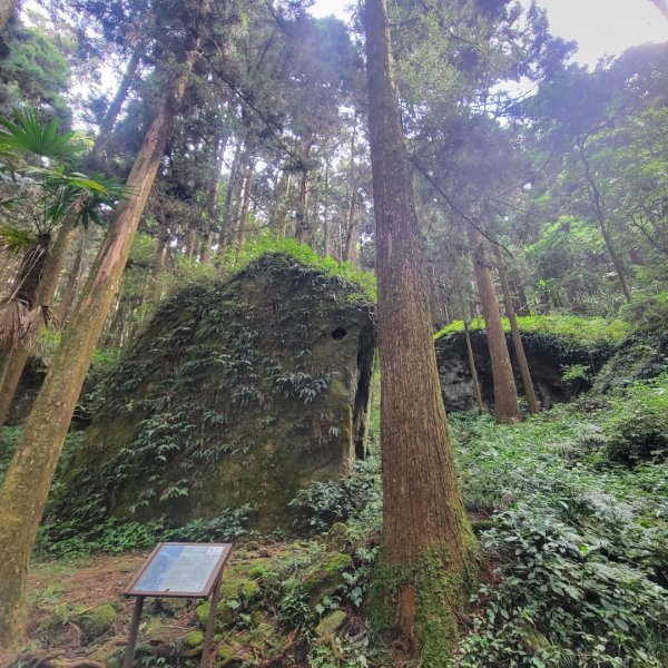 阿里山頂湖步道＞大凍山＞頂湖自然生態區2505508