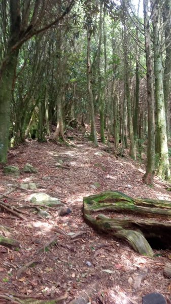 20220910稍來小雪山步道-鞍馬山支線1839349