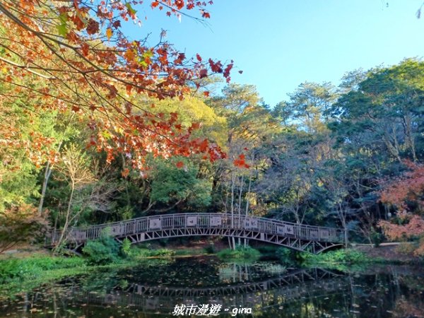 【南投仁愛】光影下的森林療育。 奧萬大國家森林遊樂區步道群2973140