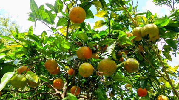 平菁街櫻花2697243