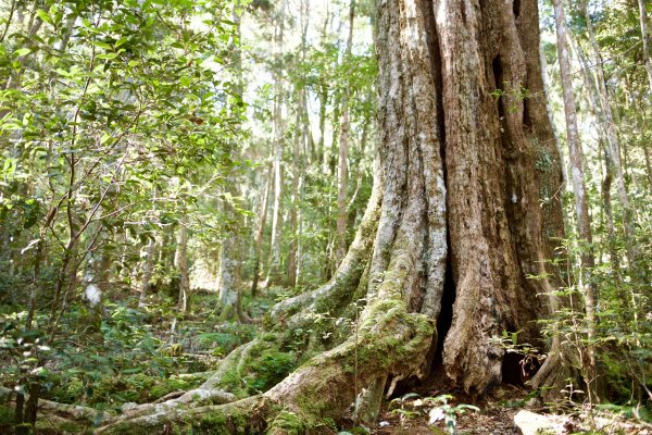 谷關七雄：八仙山468269