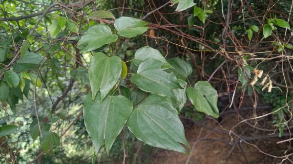 內樹尾、田中**山2708940