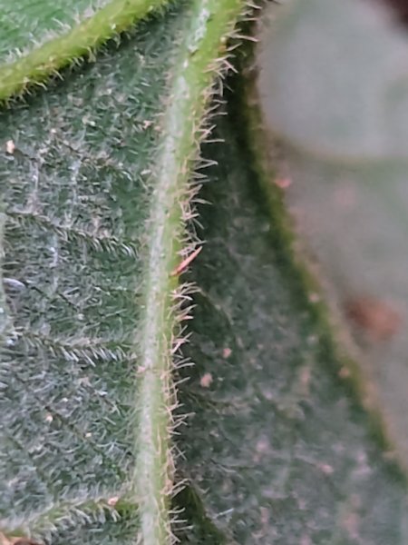 鳳鳴古道 鳳鳴山 南隘勇（南長城）古道 三湖山 八達嶺（龍骨）古道 綠色古道 延平古道2975130