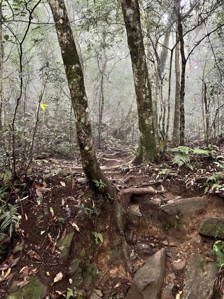 【鵝鳥雙拼】 鵝公髻接鳥嘴山2382730