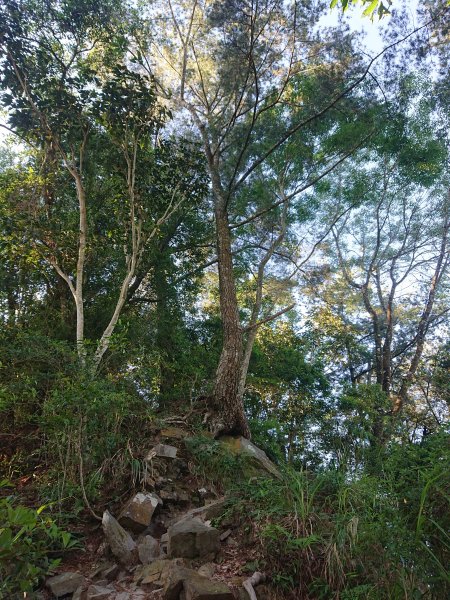唐麻丹山2790144
