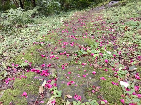 汐止區大尖山櫻花+秀峰瀑布O型3009374