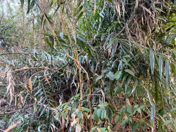 坪林五山縱走 ：九芎根山、金紙崙山、鳥嘴尖山、倒稍楠山、紀州寮山O形2745297