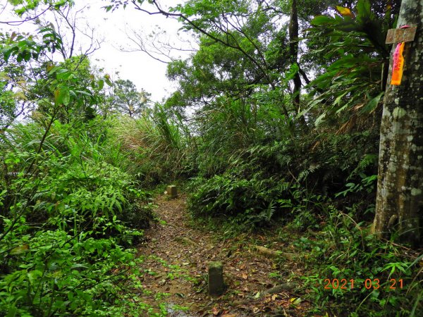桃園 大溪 金面山、金山面山1315353