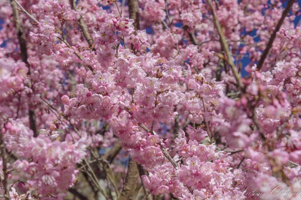 福壽山千櫻園櫻花盛開2724941