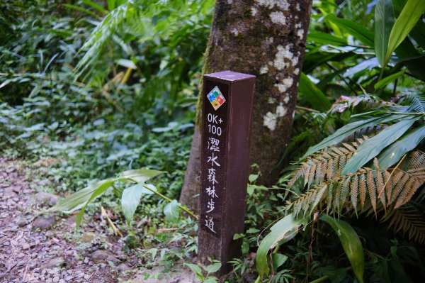 澀水森林步道2097941