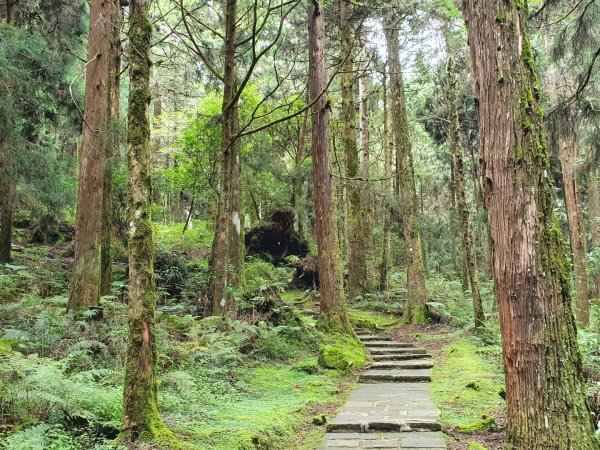 祝山觀日步道1053501