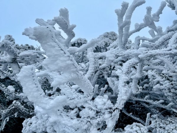 絕美銀白世界 玉山降下今年冬天「初雪」1236072