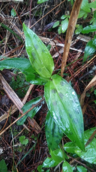 風雨中朦朧的嘉明湖19540