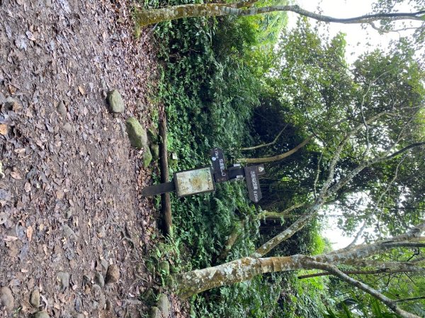 037苗栗泰安-馬那邦山2604684