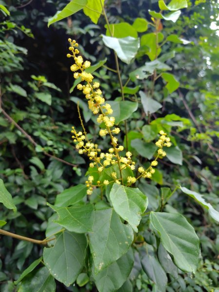 龍過脈森林步道2783810