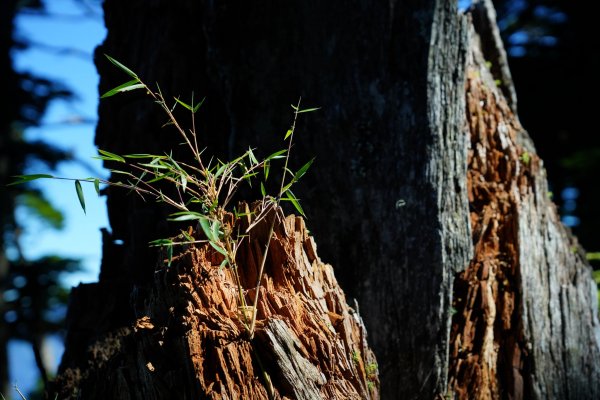 南橫三星 | 前緣再續。關山風月登庫哈諾辛、塔關山順訪中之關。1780115