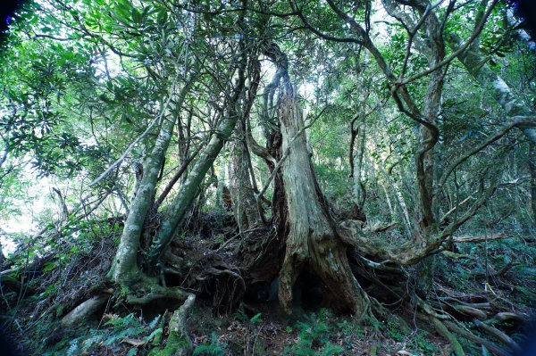 新竹 尖石 貴妃山、那結山2913594