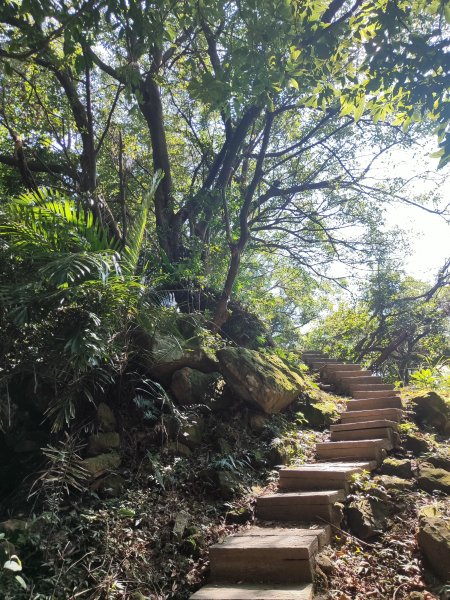 微笑山線：【大棟山系】百年大榕樹段2868485