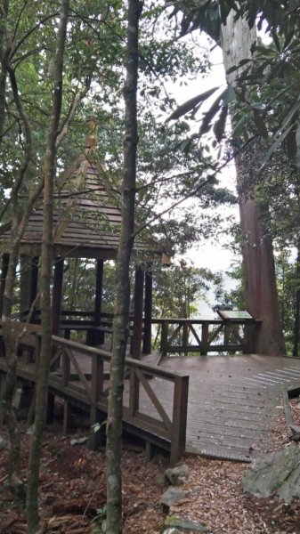 大雪山小神木步道+環站步道914512