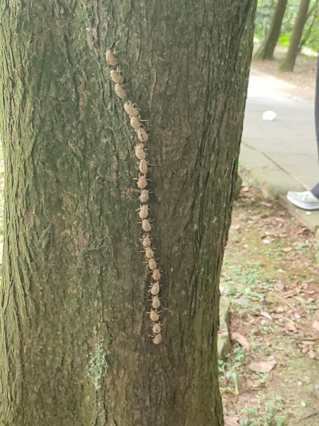 臺北大縱走第三段：小油坑至風櫃口2817670