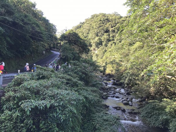 ~  賞秋芒  --  草嶺古道  ~1523260