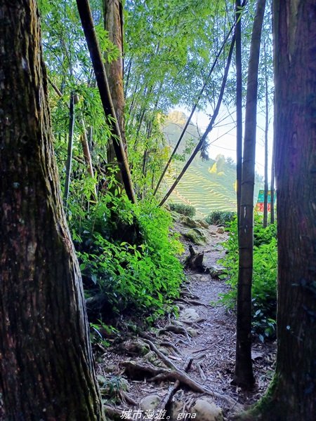 【南投。竹山】茶園竹林巨木櫻花景緻很美(四連峰)。 小百岳集起來。 編號54小百岳金柑樹山1624822