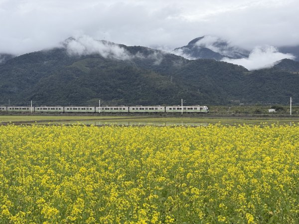 富里油菜花2704808