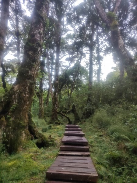 1150728太平山鐵杉林步道3096843