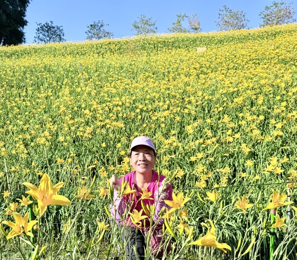 虎山巖賞金針花順撿基石    2025.5.142789455