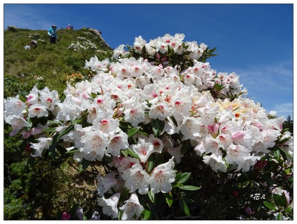 石門山/杜鵑花開1367778