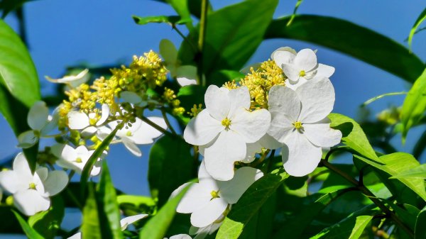 紫花酢醬草2739928