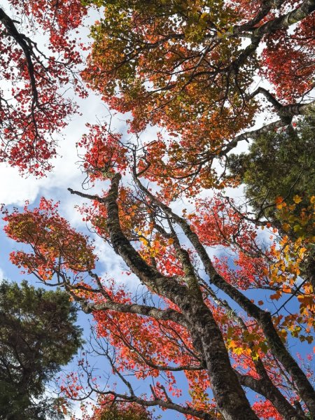 鳶嘴稍來步道賞楓季 ，大雪山門票優惠到12/31！2969561