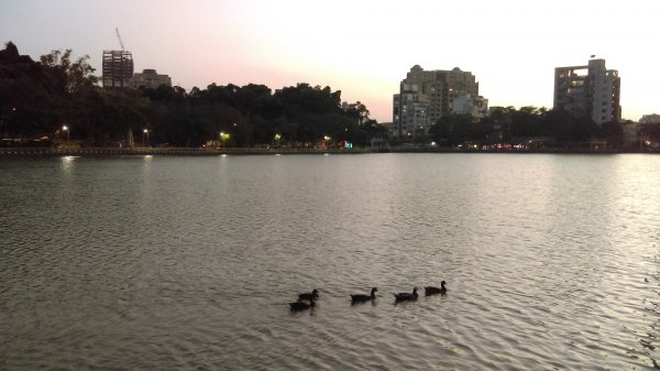 湖光山色的碧湖公園步道732821