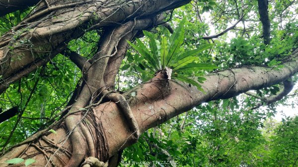 《台北》城市晨運｜虎山親山自然步道（松山慈惠堂）202505222795779