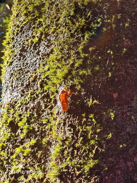 【谷關七雄】屋我尾山(H1796m)＆屋我尾山北峰(H1784m)熱身行2670237