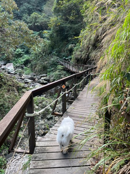 跟銀狐犬一起去蝴蝶谷瀑布找遺失登山杖 2025.12.52956212