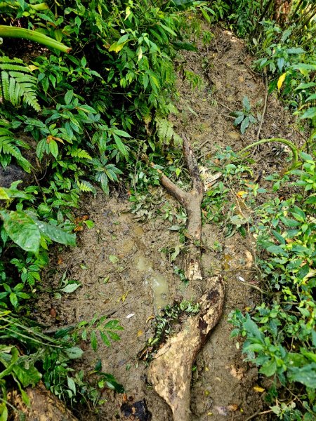 女仍山-小百岳#79-屏東縣獅子鄉2732115