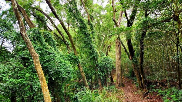 文林古道，高梘頭山，糖塔山（紙寮窩山），鄧雨賢紀念公園，文林閣，呈甘橋及其紀念碑