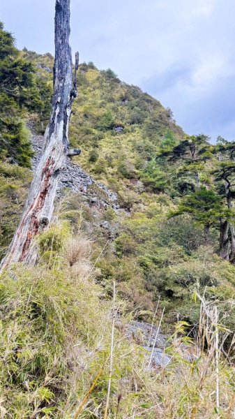 20250122 三角貓🐱遊玉山前峰玩瘋了🌀2698282