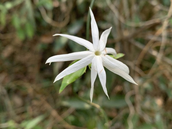 20250404屏東北獅子頭山-霧里乙山2757431