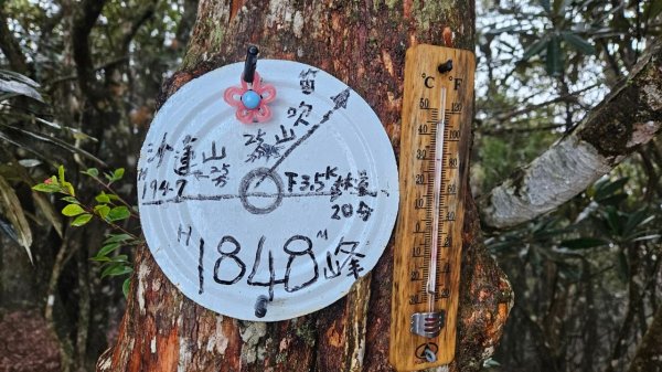 20250209橫沙笛鳶嘴醜肥大西稜O型2709371