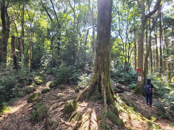 《貴妃那鳥包》O型縱走(貴妃山、那結山、外鳥嘴山、蓮包山)1854046